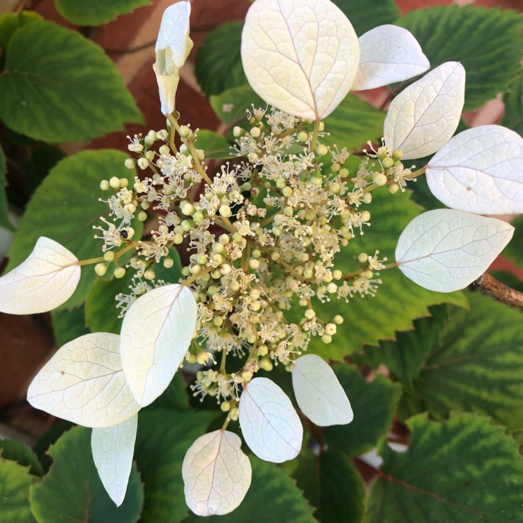 Plant image Schizophragma hydrangeoides