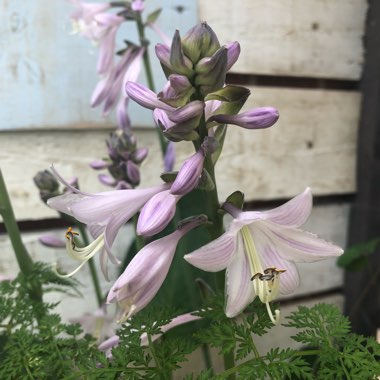 Plantain Lily 'Bressingham Blue'