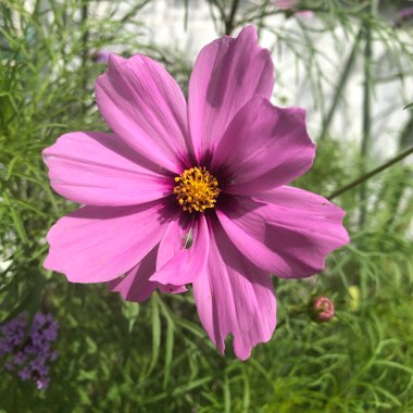 Cosmea 'Sonata Pink Blush'