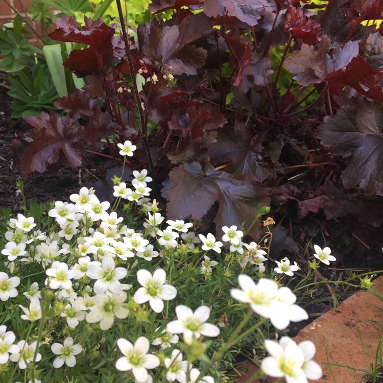 Plant image Saxifraga 'White Pixie'