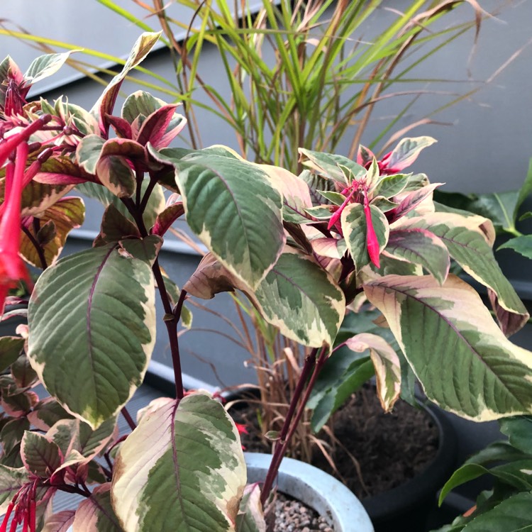 Plant image Fuchsia 'Firecracker'