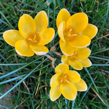 Crocus chrysanthus 'Goldene Sonne'