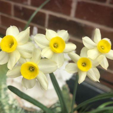 Narcissus 'Minnow'