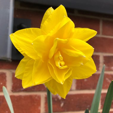 Narcissus 'Apotheose'