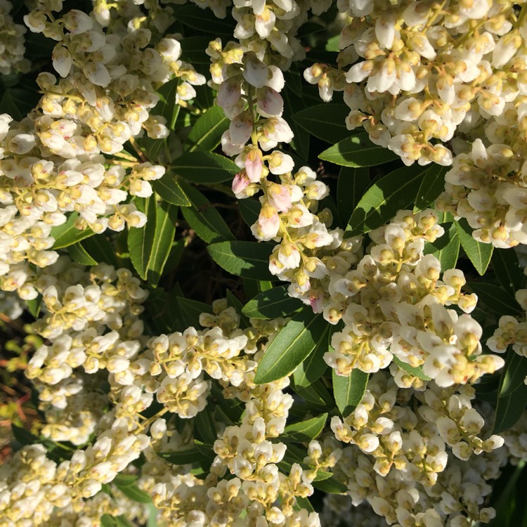 Plant image Pieris japonica 'Prelude'