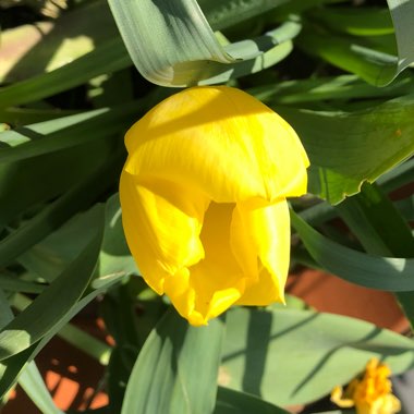 Tulipa gesneriana 'Lutea'