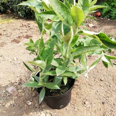 Butterfly Bush 'Buzz Magenta'