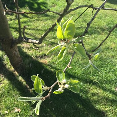 Pear 'Conference'