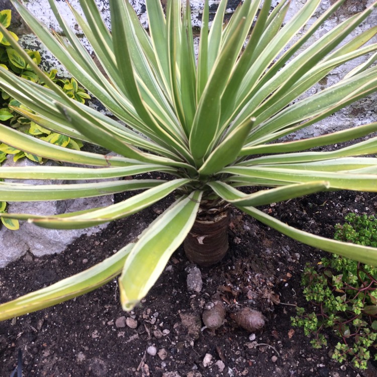 Plant image Yucca gloriosa 'Variegata'