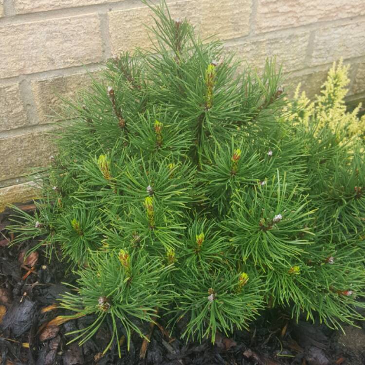 Plant image Pinus Mugo 'Wintergold'