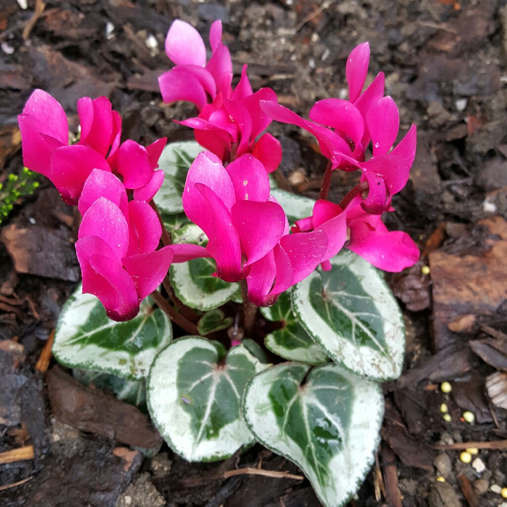 Cyclamen