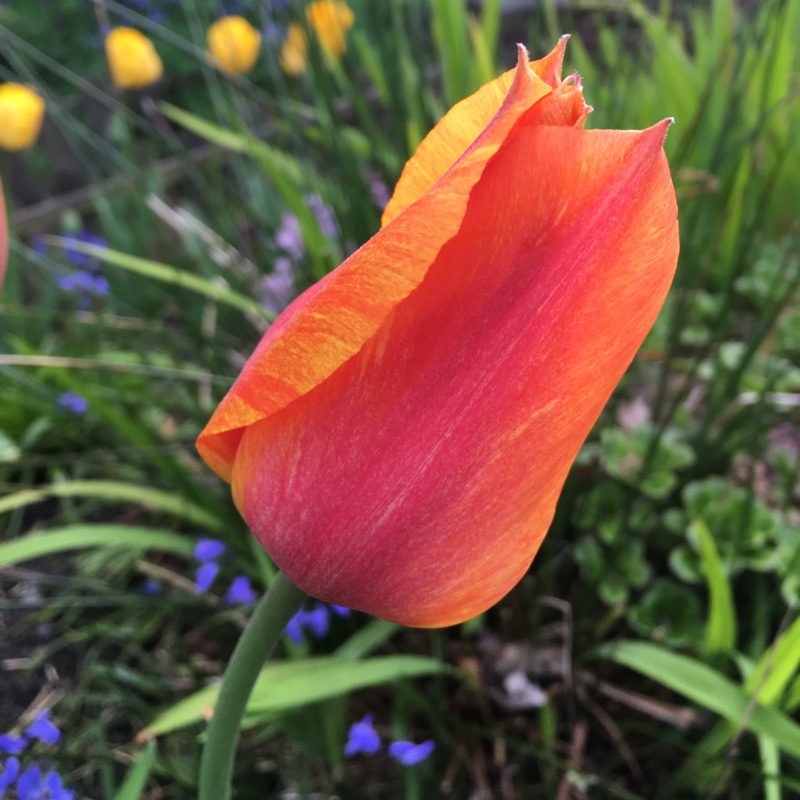 Plant image Tulipa 'El Nino'