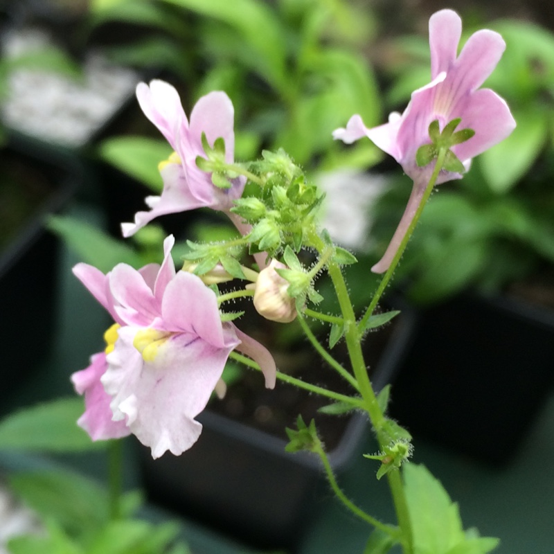 Plant image Nemesia strumosa 'KLM'