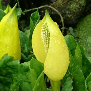 American skunk cabbage