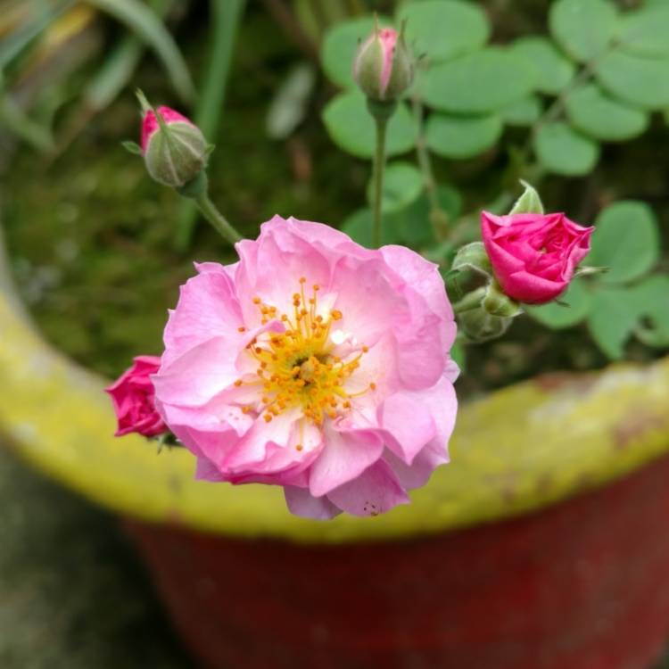 Plant image Rosa gallica 'Versicolor' syn. Rosa mundi, Rosa 'Mundi', Rosa mundi 'Versicolor'