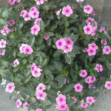 Catharanthus roseus syn. Vinca rosea