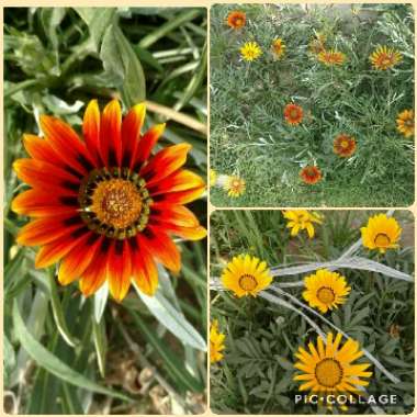 Gazania