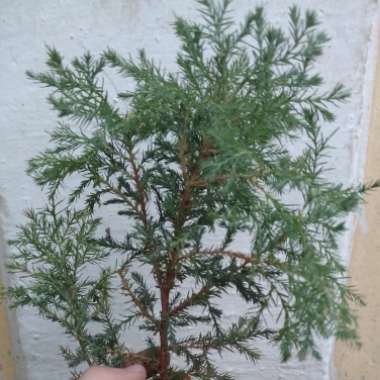 Juniperus communis 'Compressa'