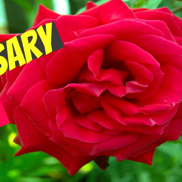 Plant image Rosa 'Ruby Anniversary'