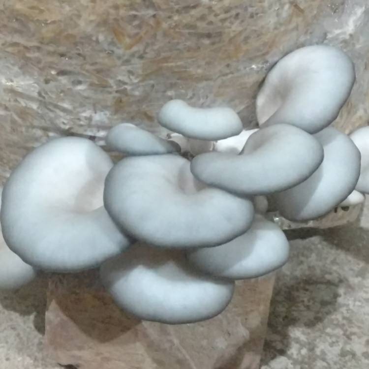 Plant image Pleurotus eryngii