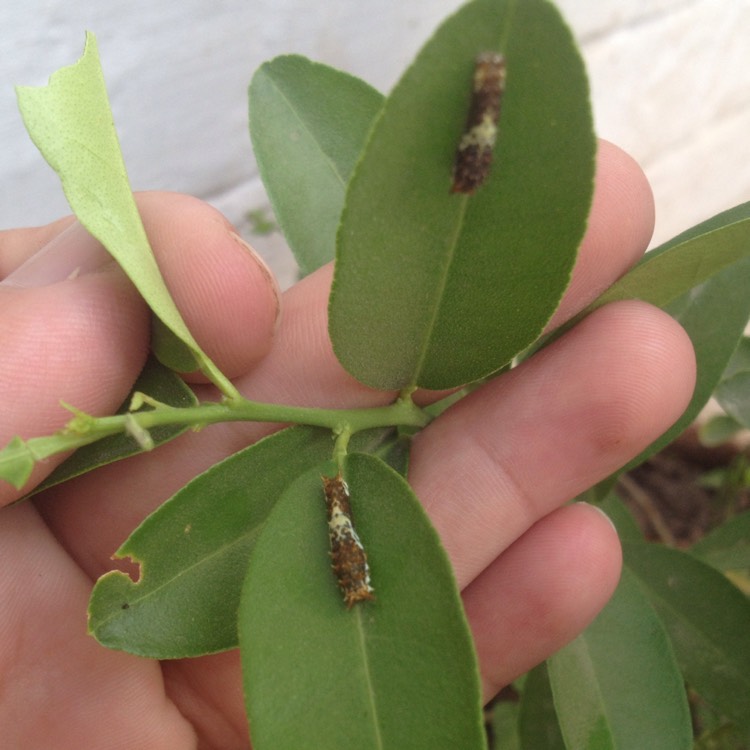 Plant image Citrus aurantifolia 'Red Lime'