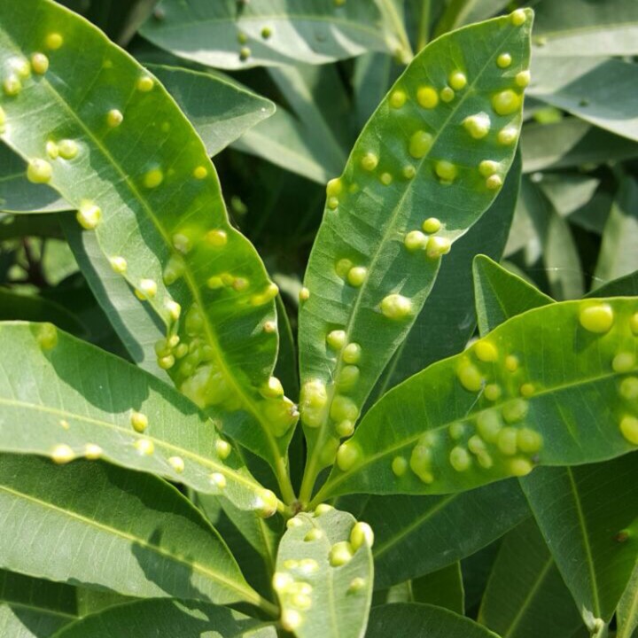 Plant image Alstonia Scholaris