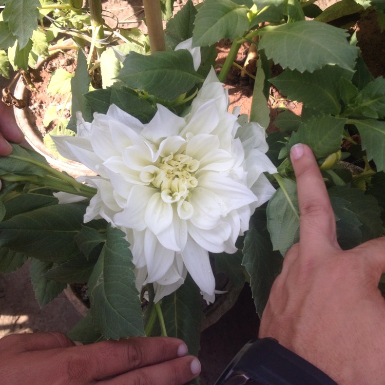 Plant image Dahlia 'Le Baron'