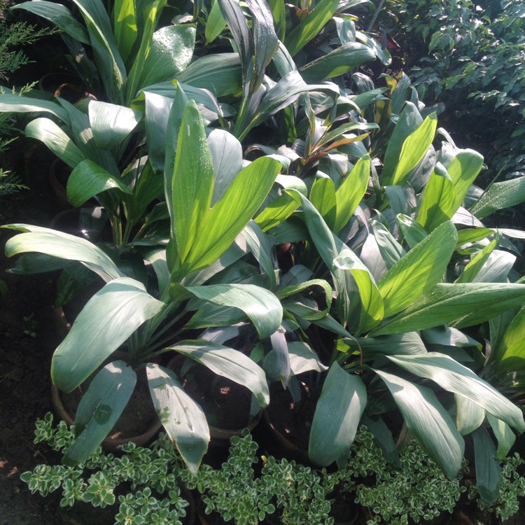 Plant image Dracaena deremensis 'Dorado'