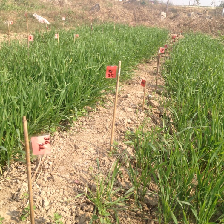 Plant image Triticum Aestivum