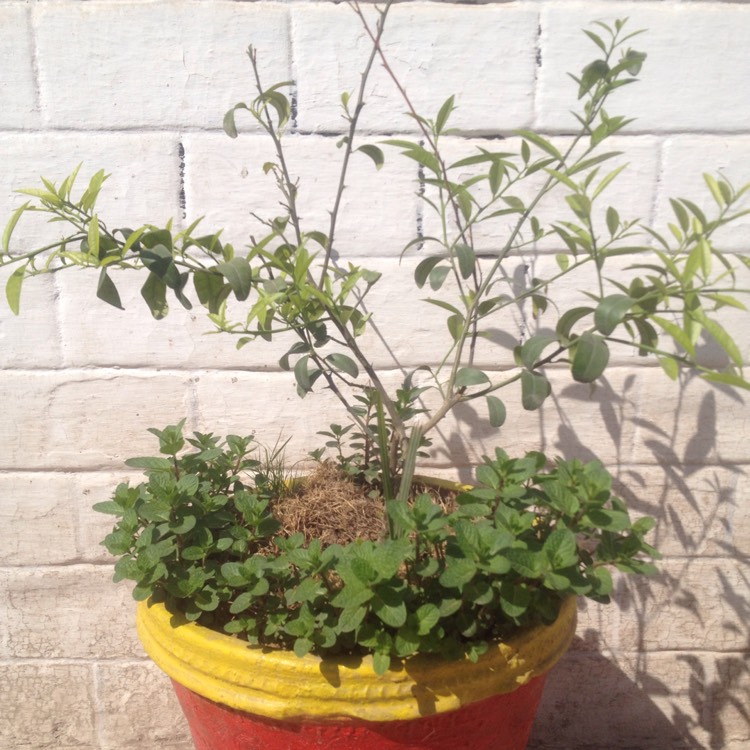 Plant image Citrus aurantifolia 'Red Lime'