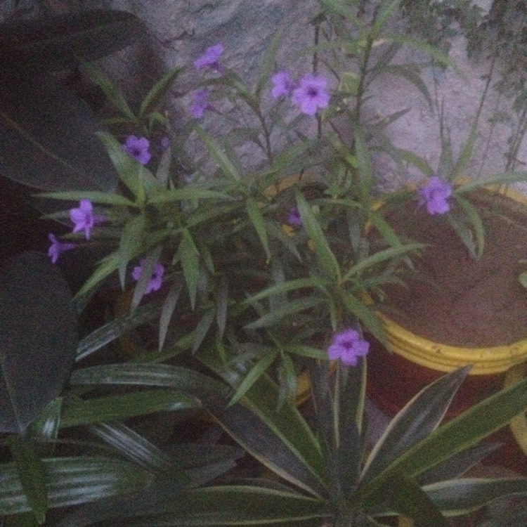 Plant image Petunia 'Littletunia Blue Vein' (Littletunia Series)