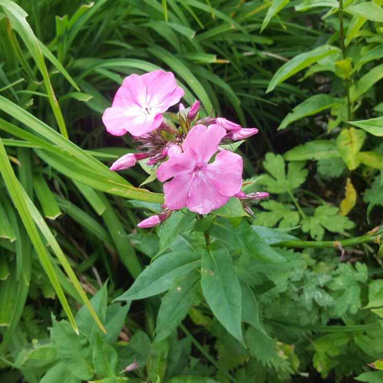 Plant image Phlox paniculata 'Utopia'