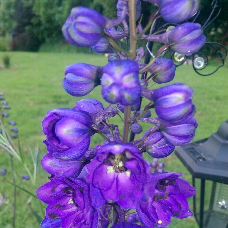 Plant image Delphinium elatum 'Finsteraarhorn'