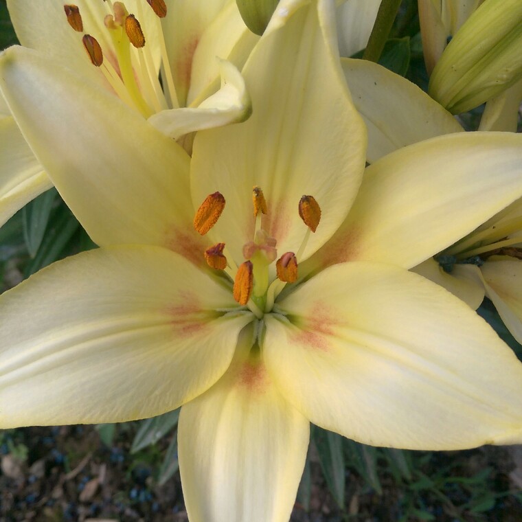 Plant image Hemerocallis 'Catherine Woodbery'