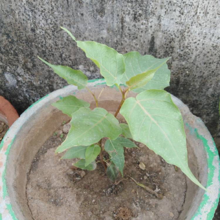 Plant image Ficus Religiosa