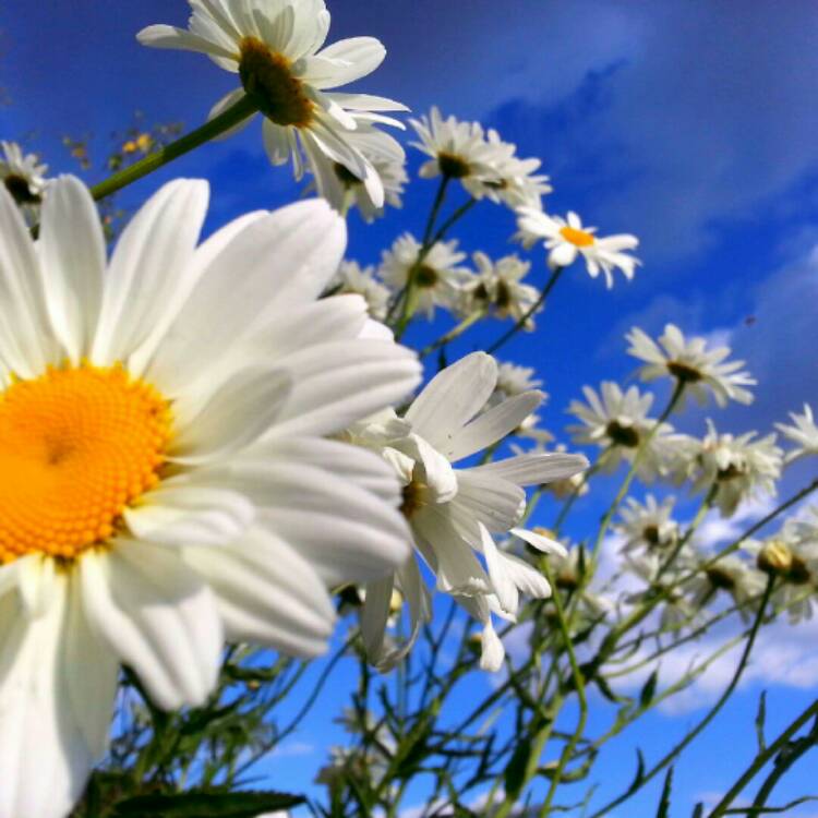 Plant image Leucanthemopsis alpina