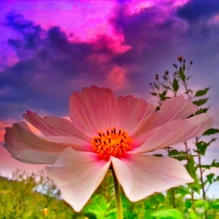 Plant image Cosmos Bipinnatus 'Odyssey Red'