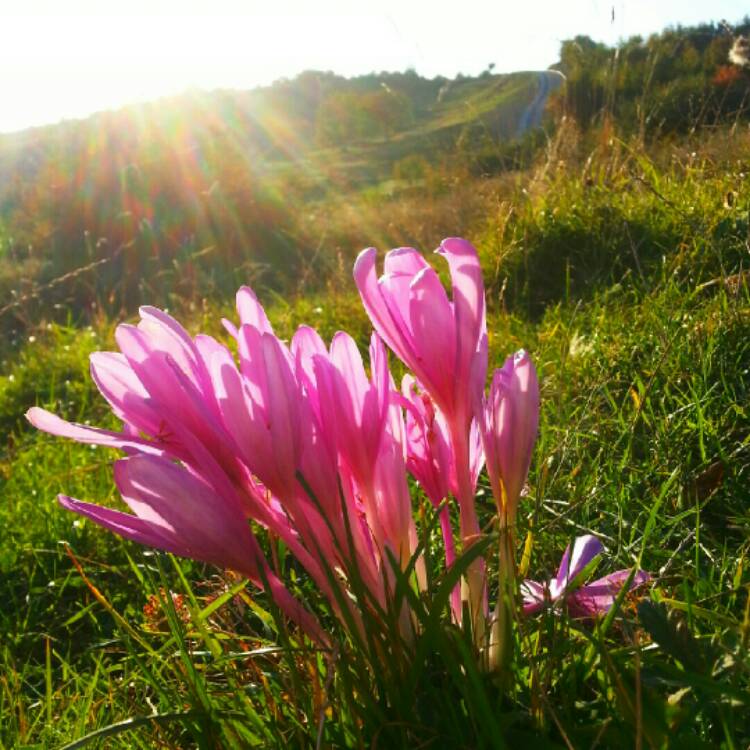 Plant image Colchicum 'Autumn Queen'