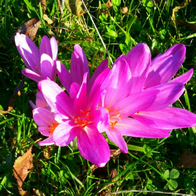 Plant image Colchicum 'Autumn Queen'