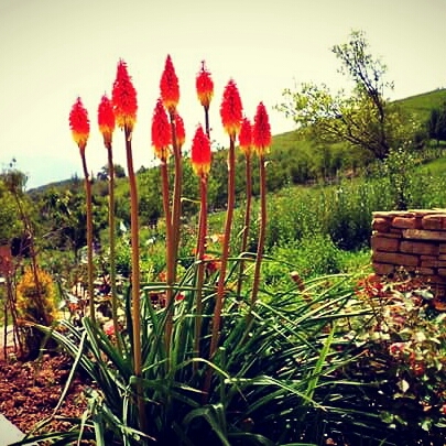 Plant image Kniphofia 'Nobilis' syn. Kniphofia uvaria 'Nobilis', Kniphofia uvaria var. nobilis