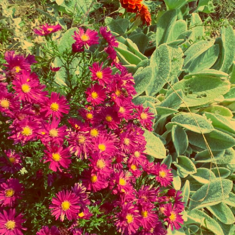 Plant image Aster 'Little Pink Beauty'