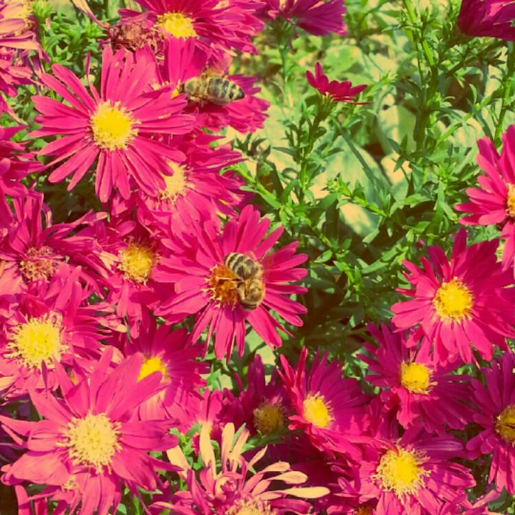 Plant image Aster 'Little Pink Beauty'