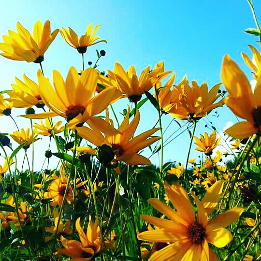 Plant image Rudbeckia hirta 'Indian Summer'