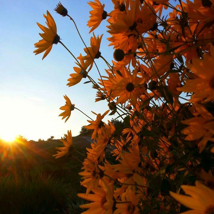 Plant image Rudbeckia hirta 'Indian Summer'