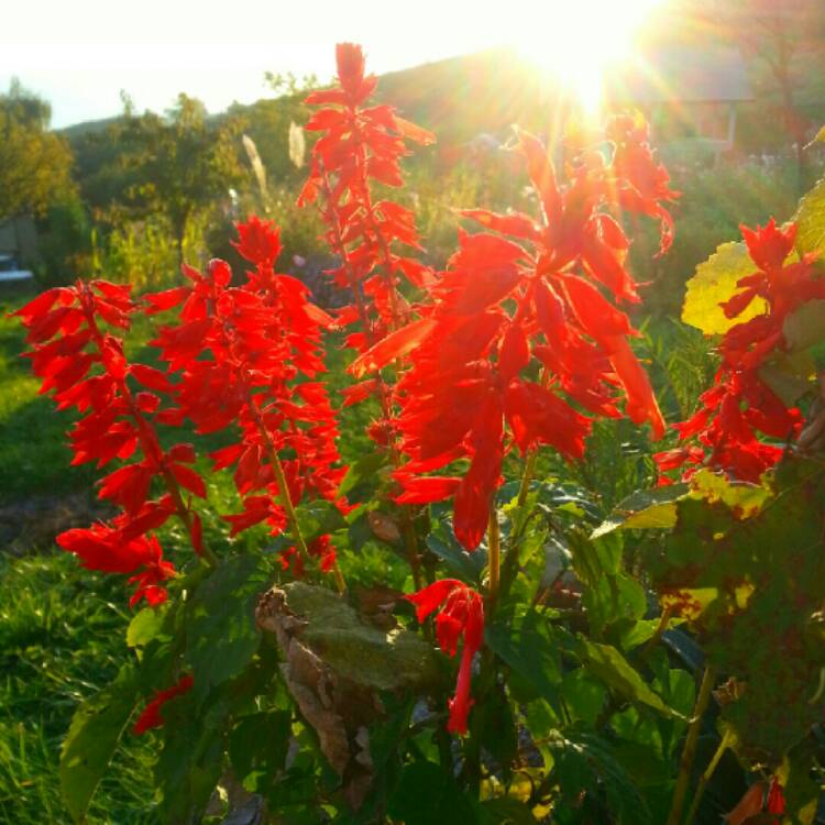 Plant image Salvia splendens 'Fireball'