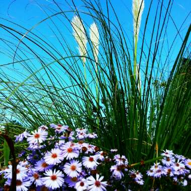 Cortaderia selloana 'Pumila'