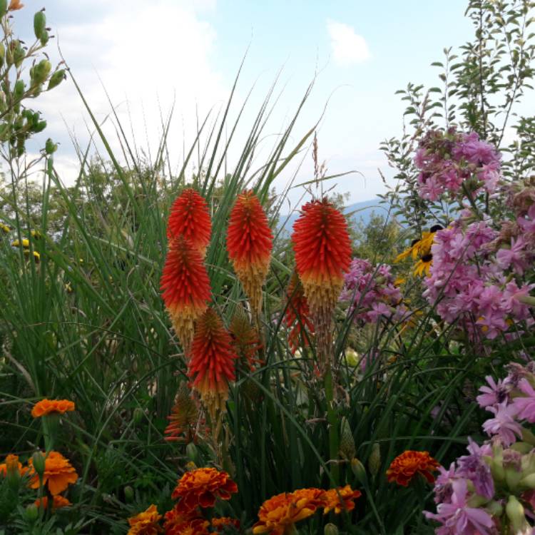 Plant image Kniphofia 'Mango Popsicle' (Popsicle Series)