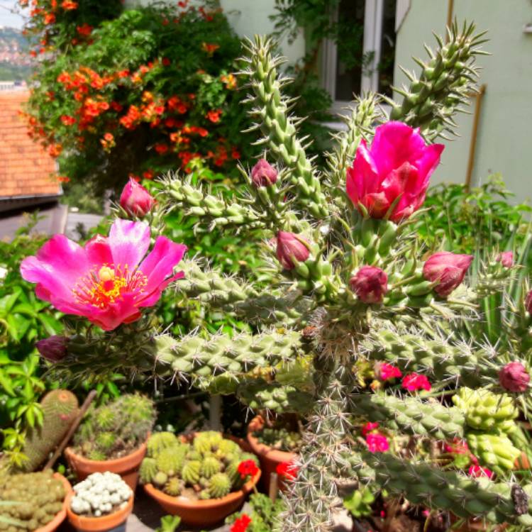 Plant image Cylindropuntia imbricata