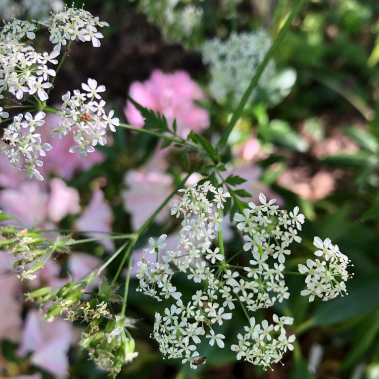 Plant image Anthriscus sylvestris