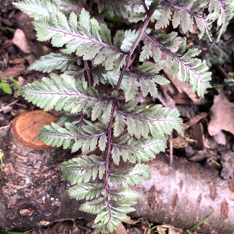 Plant image Athyrium Niponicum